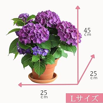 美空 限定MD 紫陽花の咲く道 紫陽花が満開 二番花がきれい - ばらとながぐつ